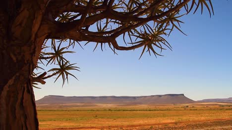 árbol-Carcaj-Del-Cabo-Norte,-Sudáfrica