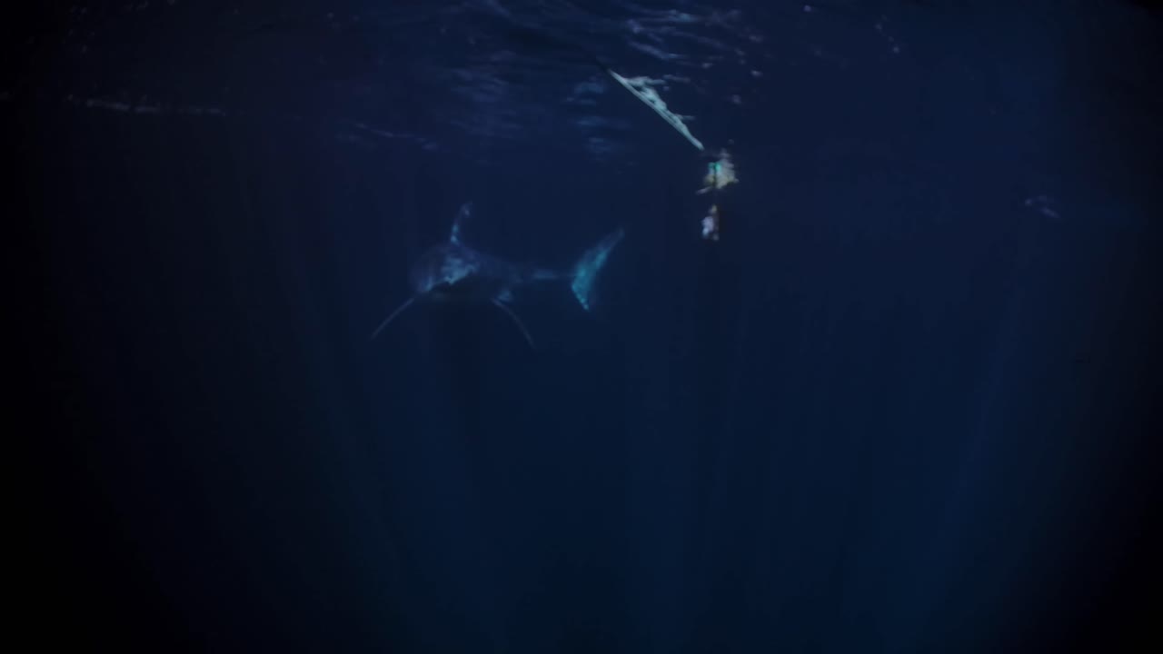 밤 해왕성 섬 사우스 오스트레일리아 4k 75fps의 백상아리