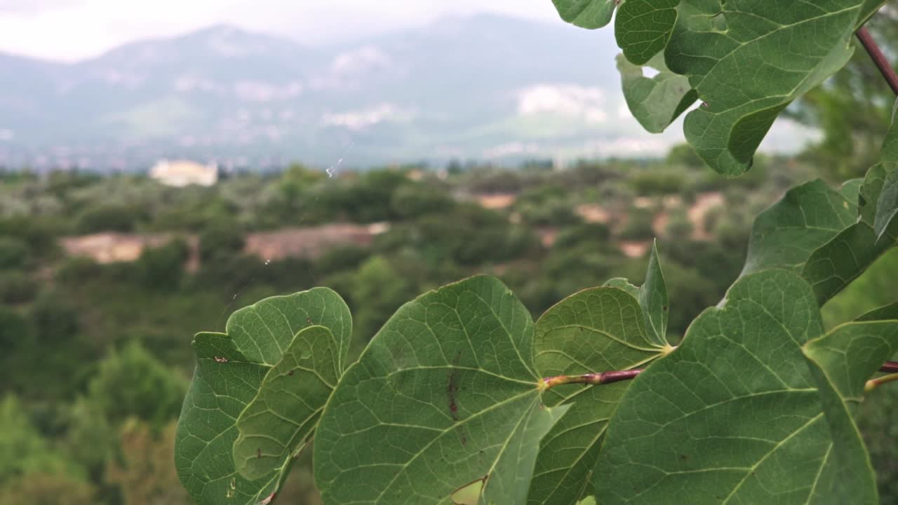 foto reveladora de la montaña parnitha, detrás de una rama de árbol, en un día nublado de otoño, cacerola lenta