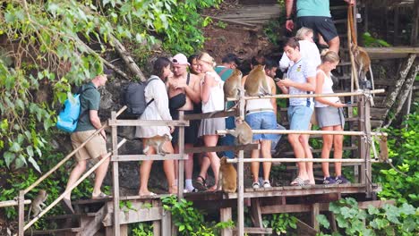 group of tourists watching monkeys on a platform