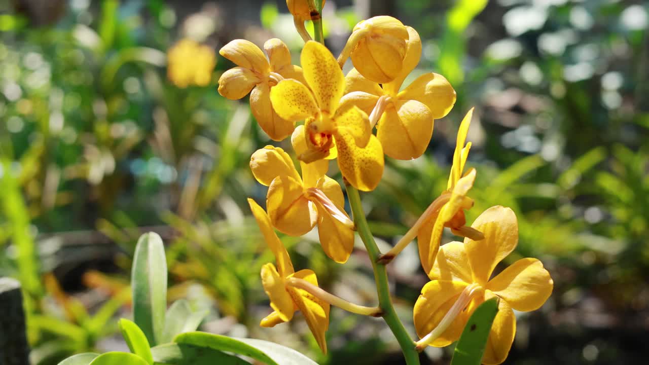 Yellow orchids sway gently in a sunlit garden, showcasing vibrant colors and lush greenery