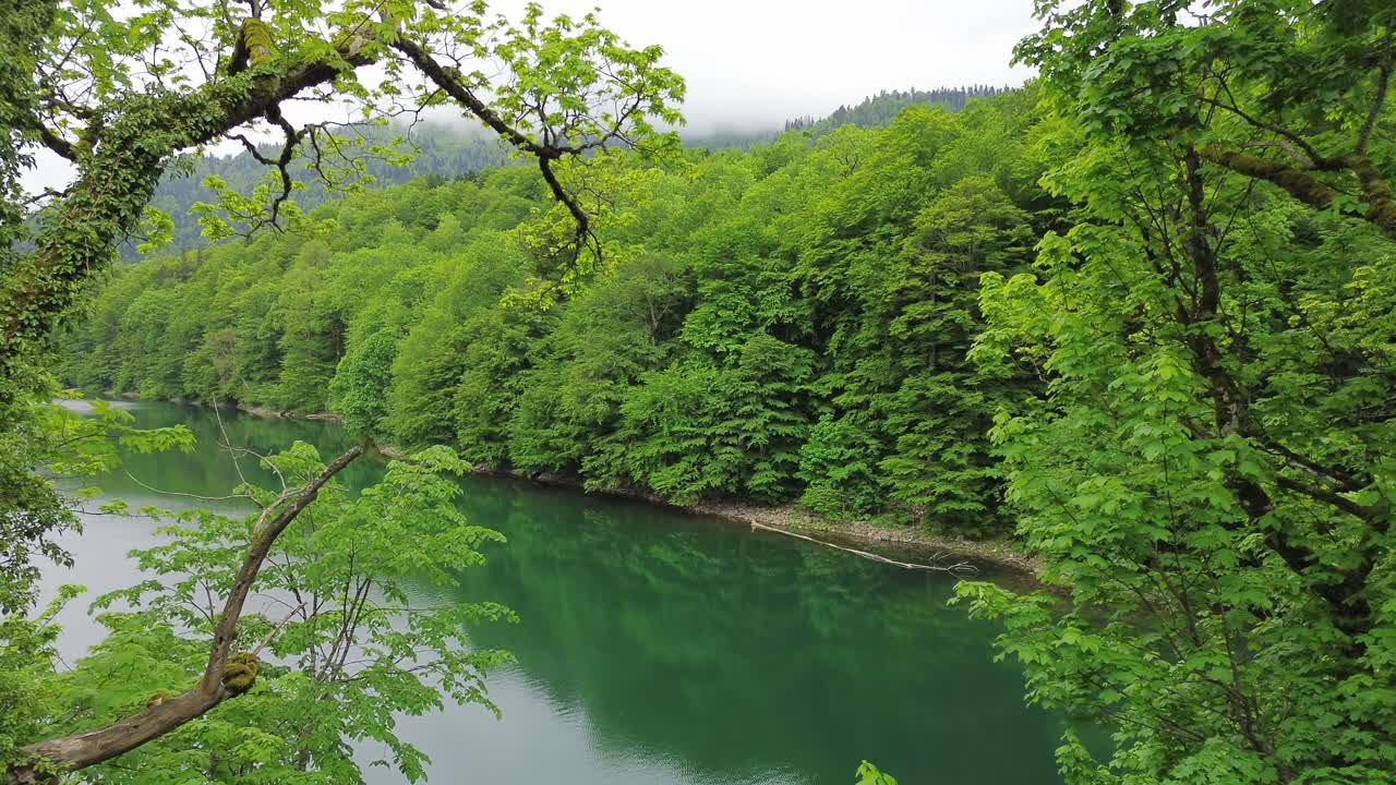 Forest trees reveal glacial Lake Biograd in Biogradska Gora national park in summer, Kolasin, Drone shot