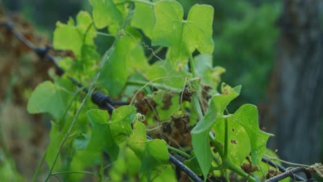 close up of ivy growing on a decaying wire fence tracking in slow motion with a blurry background