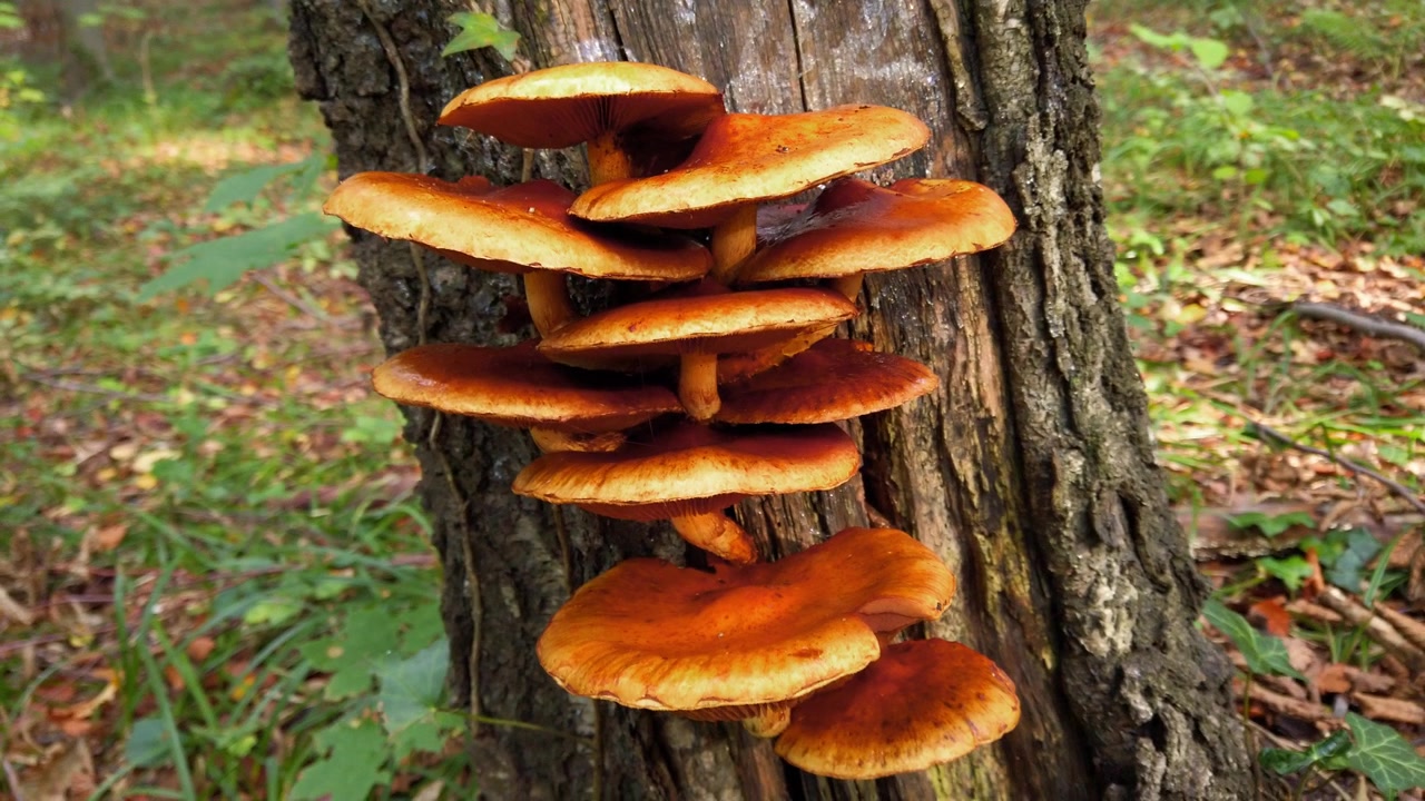Pholiota aurivella. Lesní houby na kmeni stromu