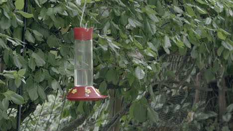 two hummingbirds hover near a bird feeder and flirt before flying off