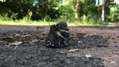 pollito solitario que acaba de caerse de su nido-2