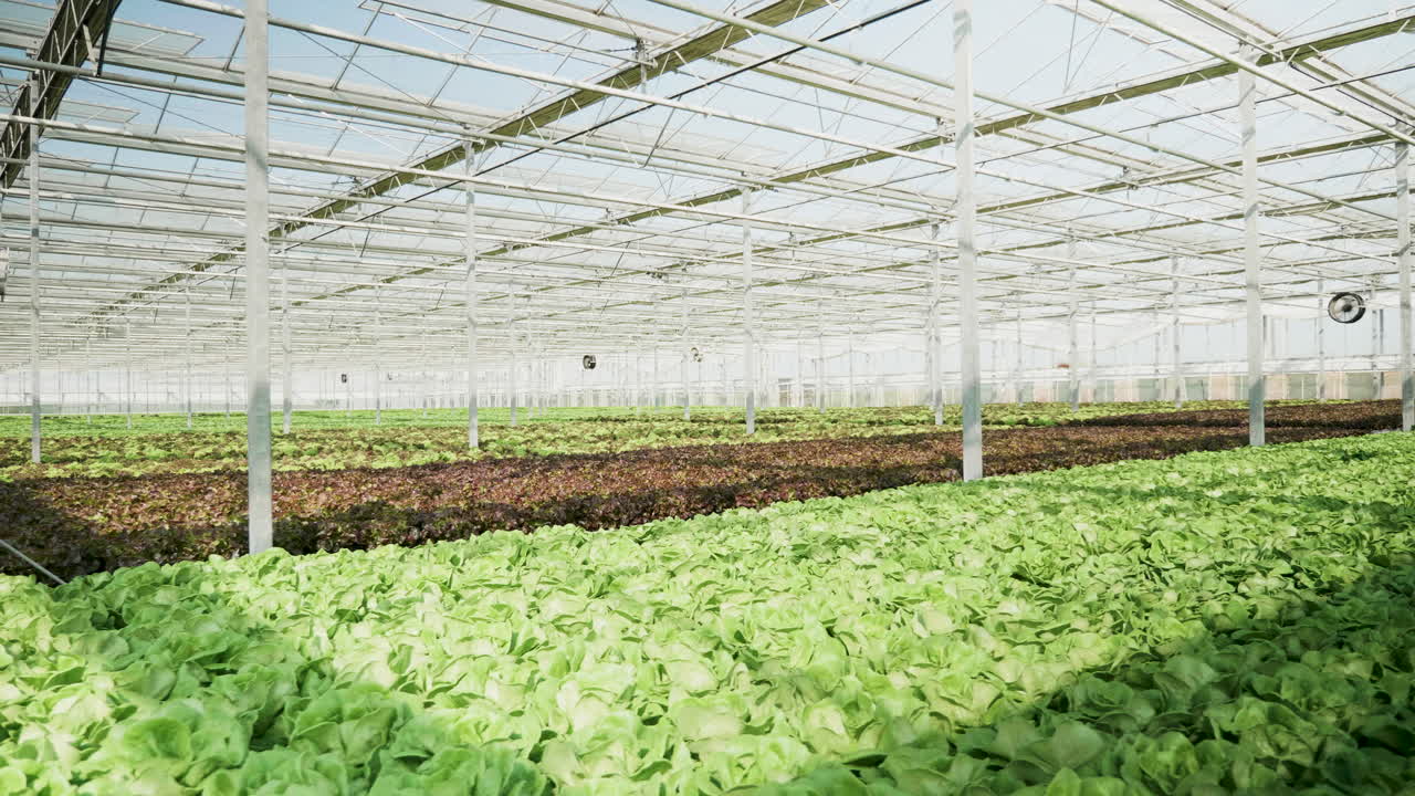 Farmers Inspecting Lettuce Crop in Greenhouse
