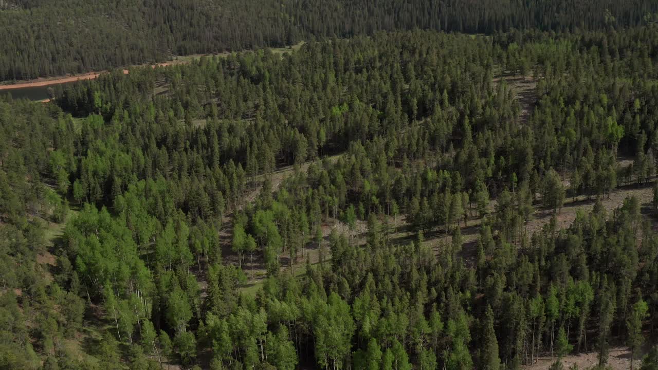 Aerial View of Aspen Trees