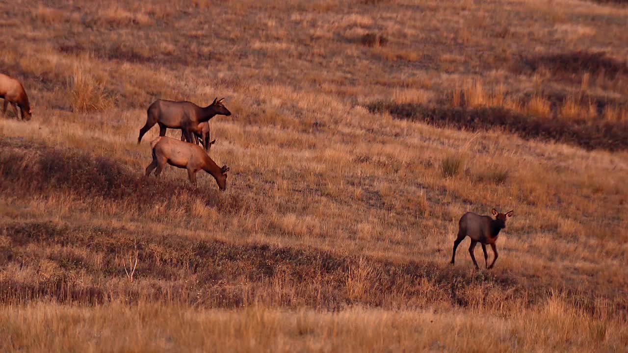 alces machos y hembras pastando en un campo de hierba abierto rango nacional de bisontes montana b roll