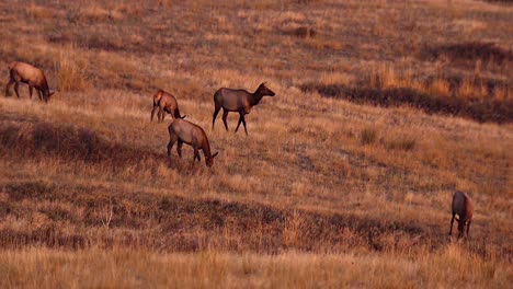 Weibliche-Und-Männliche-Elche,-Die-Auf-Einer-Offenen-Wiese-Weiden-Lassen-National-Bison-Range-Montana-B-Roll