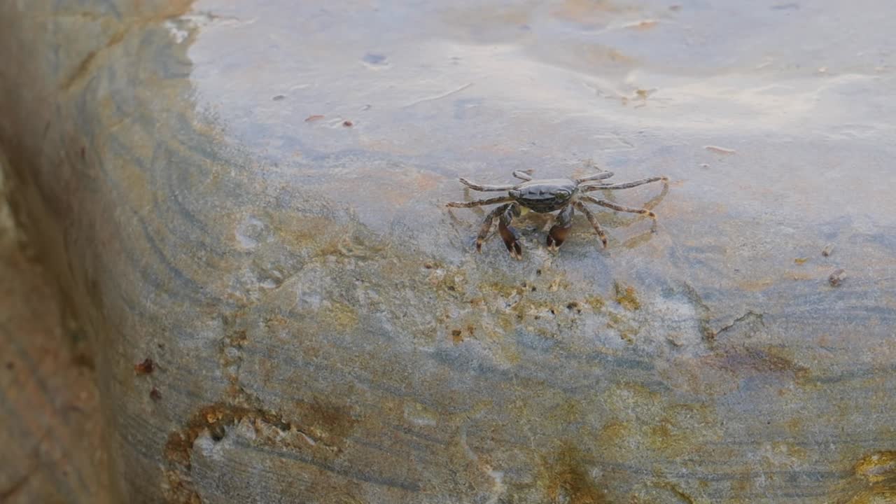 pachygrapsus marmoratus es una especie de cangrejo, a veces llamado cangrejo de roca de mármol o cangrejo de mármol, que vive en el mar negro, el mar mediterráneo y partes del océano atlántico.