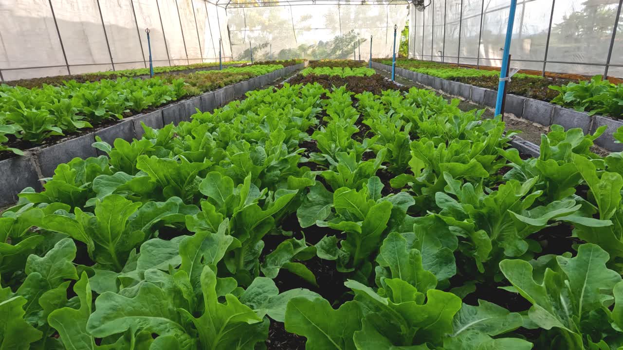 временный промежуток роста салата в теплице.