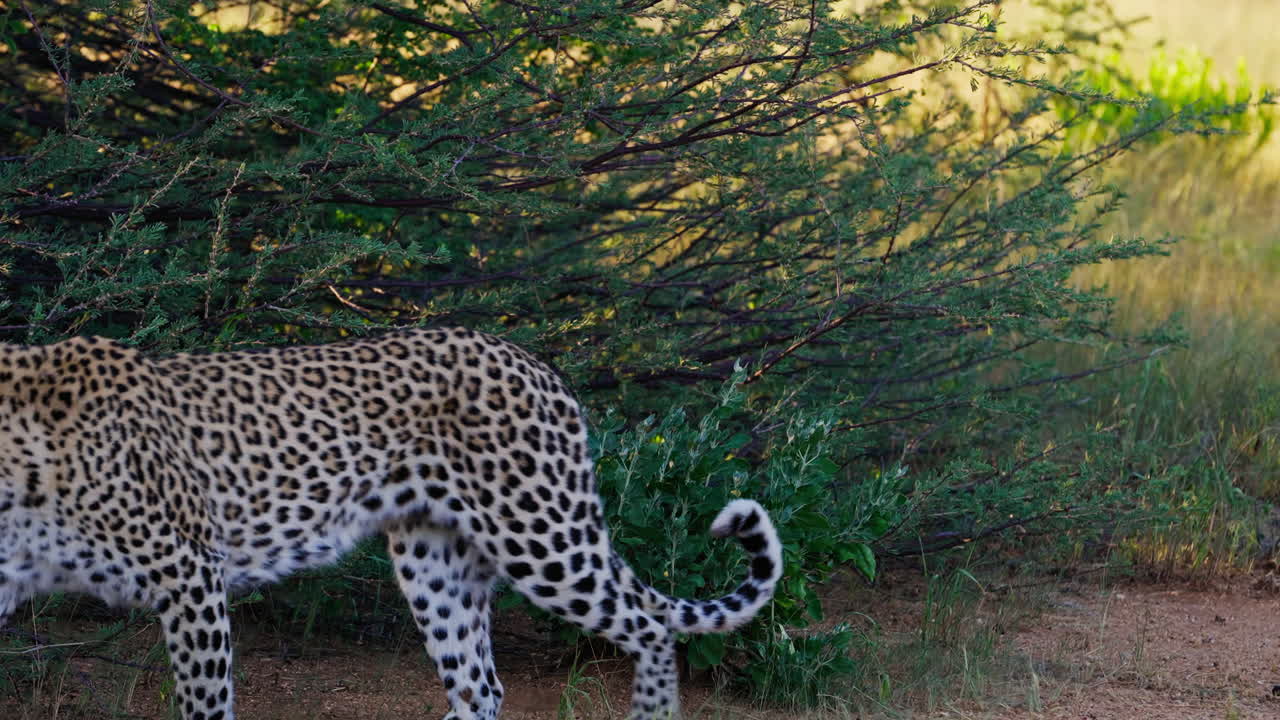 Leopard in African Savanna