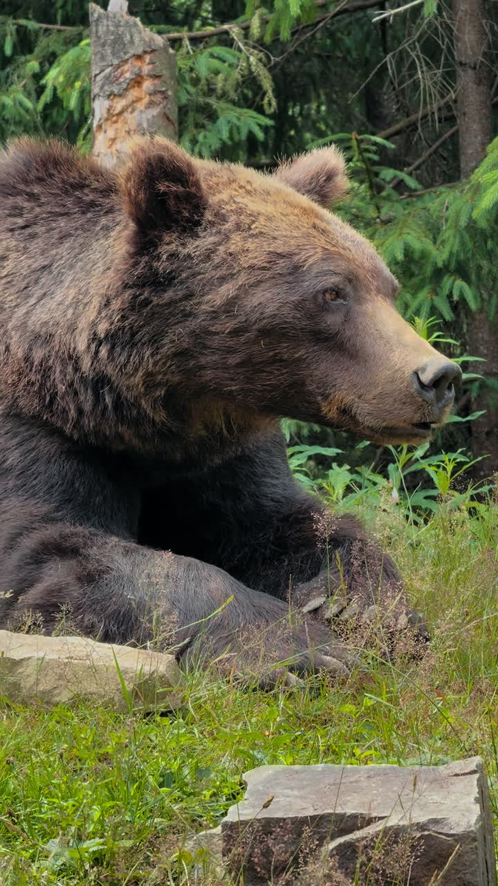 Un oso pardo grande está relajado sobre el suelo de hierba entre una exuberante vegetación verde y rocas con un