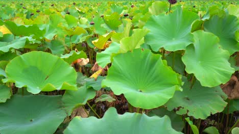 Ueno-Parque-Estanque-Río-Paisaje