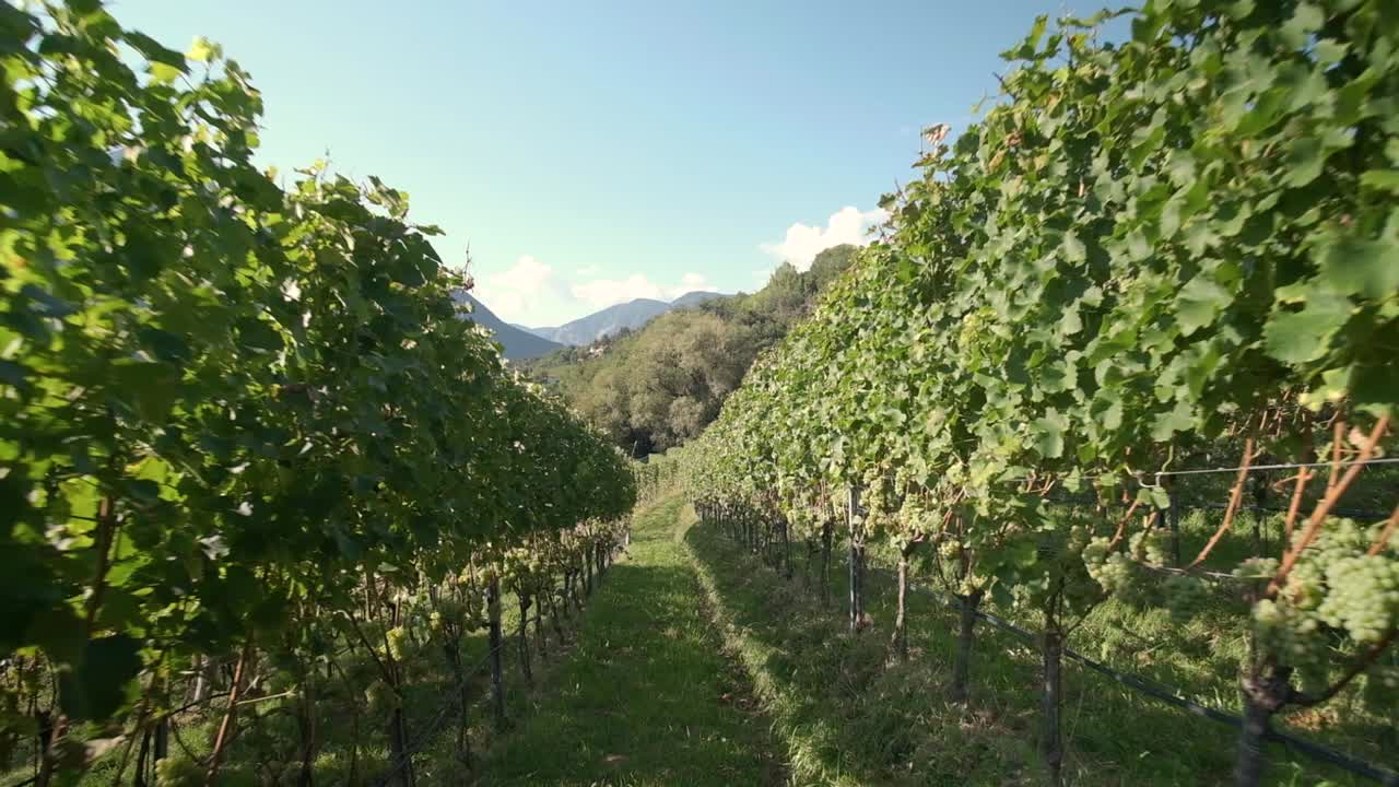 caminando por el viñedo