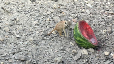 meerkat eating watermelon a sunny day