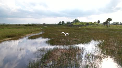 Silberreiher-Fliegt-Durch-Die-Everglades-Und-Folgt-Der-Kamera