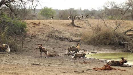 Gran-Jauría-De-Perros-Salvajes-Africanos-En-El-Abrevadero-Del-Parque-Nacional-Kruger