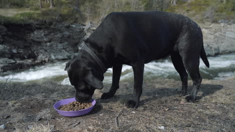 un perro comiendo comida al lado de un río