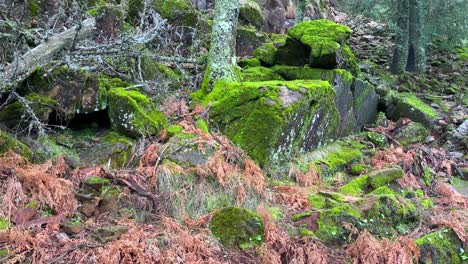 árboles viejos y rocas cubiertas de musgo verde en un bosque en marbella málaga, naturaleza en españa, tiro de 4k