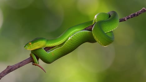 la víbora de labios blancos es una víbora venenosa endémica del sudeste asiático y a menudo se encuentra durante la noche esperando en una rama o rama de un árbol cerca de un cuerpo de agua con muchos alimentos