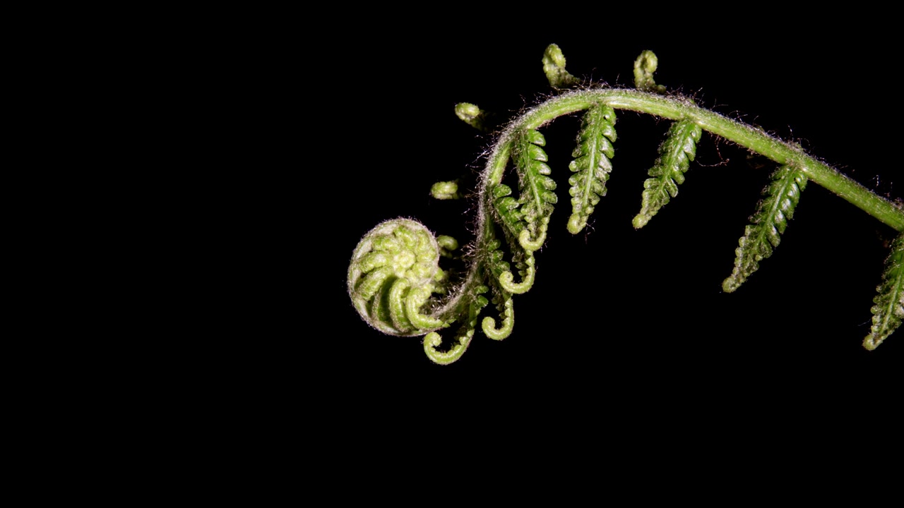 Cyathea genus naturally uncoil growing springing into life. Macro close up follow , black background.
