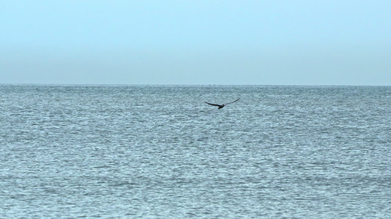 tracking shot of a pelican taking flight after catching fish in the ocean