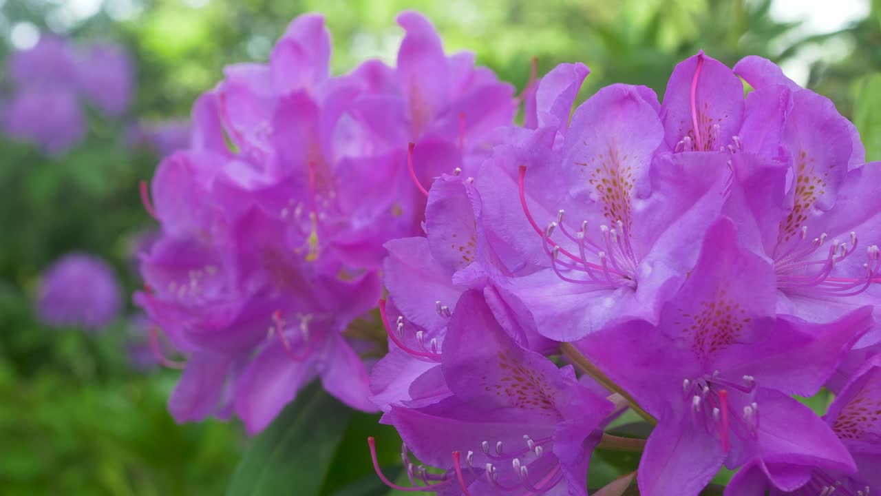 은 날 덤불에 큰 보라색 꽃이 꽃을 피운다.