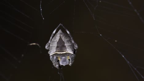 visto temblando a la izquierda y a la derecha con algo de viento mientras la luz se enciende y se apaga, tejedor de orbes de tela abandonada, parawixia dehaani, parque nacional kaeng krachan, tailandia