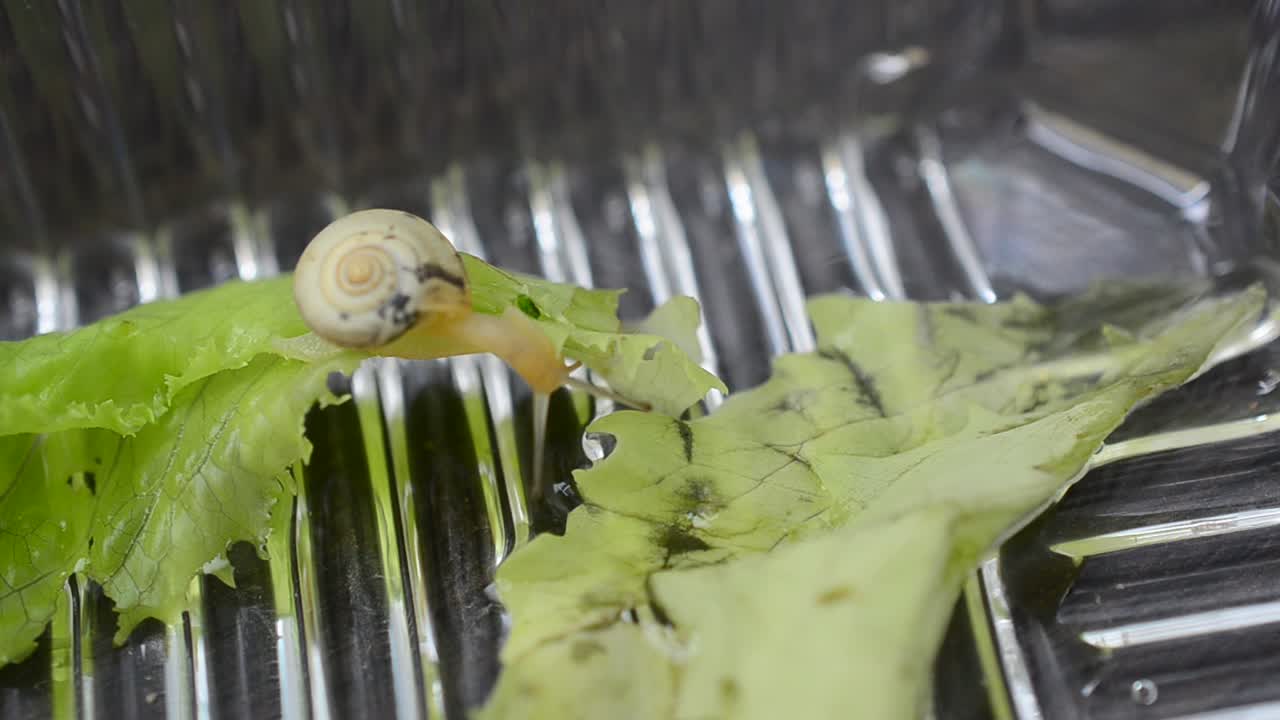Snail and plastic container. The snail creeps