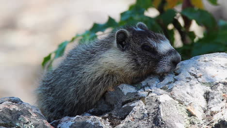 una marmota juvenil linda se encuentra en una roca calentada en un día caluroso y soleado, macro