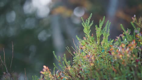 Blueberry-shrubs-and-heather-adorn-the-forest-undergrowth,-bathed-in-the-warm-glow-of-the-low-sun