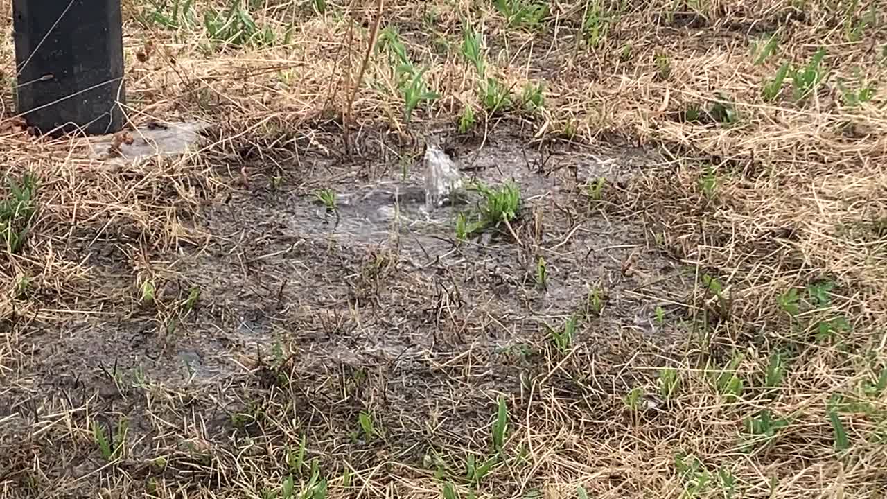 Automatic sprinkler activates in dry urban grass patch. Water emerges from underground to hydrate parched lawn during hot summer weather.