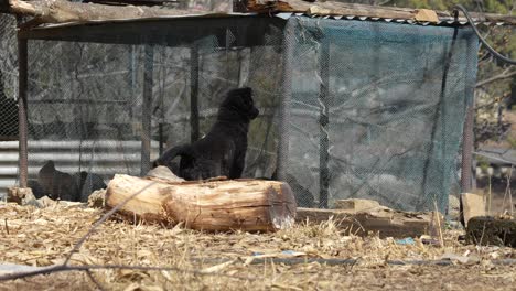 Un-Pequeño-Cachorro-Parado-Afuera-De-Un-Corral-De-Pollos-Mirando-Las-Gallinas