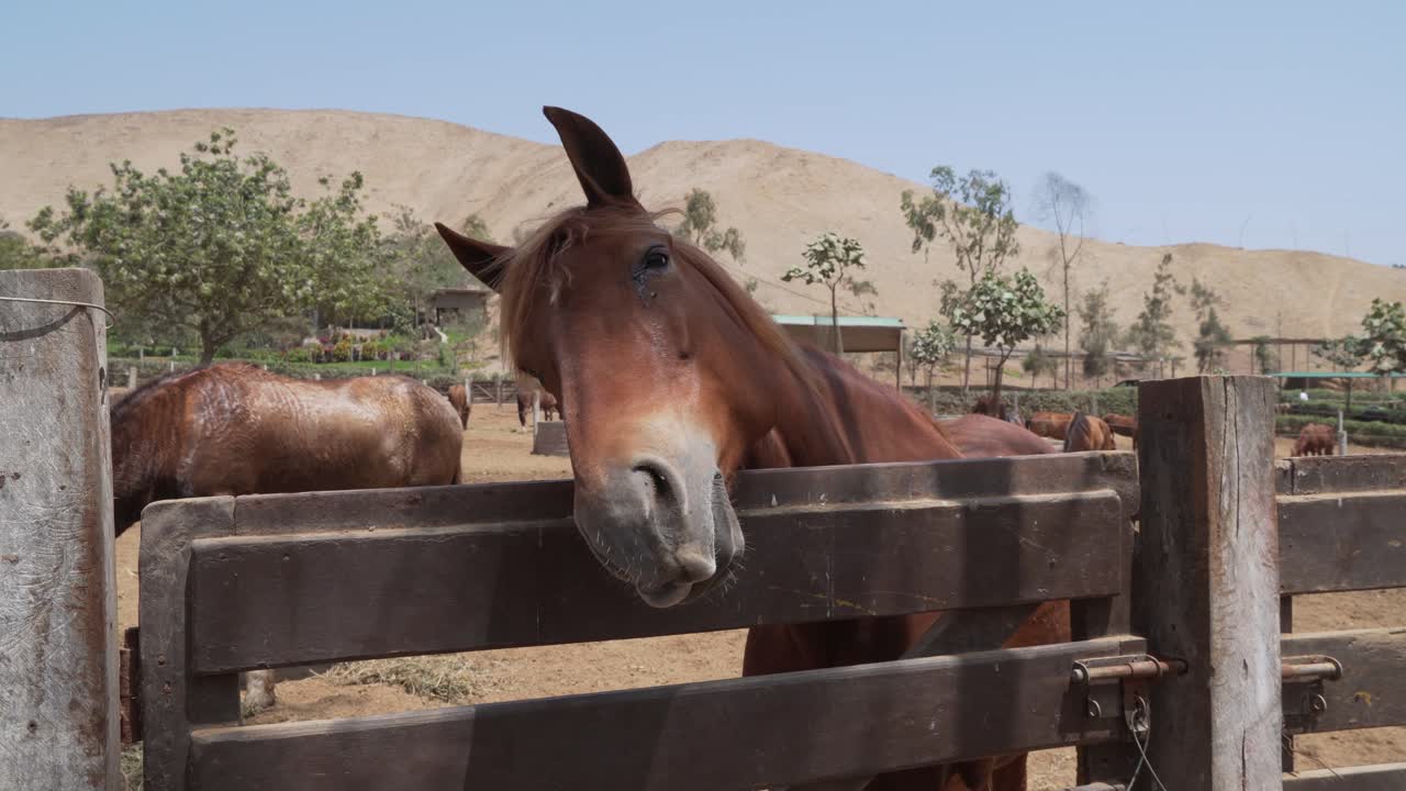 Solemn chestnut horse with tear staining looking over a wooden fence, possibly itchy or sad