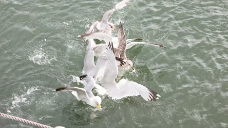gaviotas compitiendo por comida en el agua