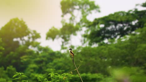 Long-tailed-or-rufous-backed-shrike-bird-sitting-on-a-branch-in-green-forest-rural-Bangladesh