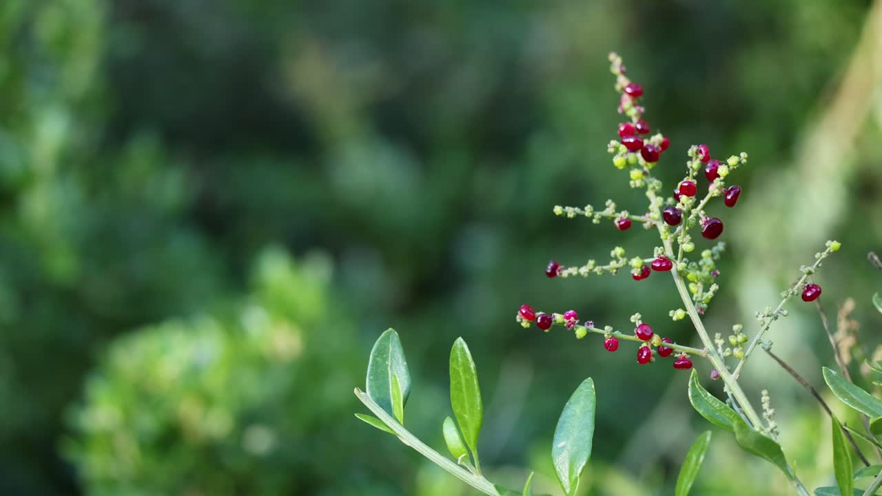 멜버른 동물원에서 나무 심기 활동