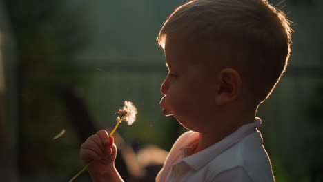 kid breathes in and blows dandelion in sunset park. funny little boy opens mouth to fill lungs with air and blow wildflower seeds at rural site