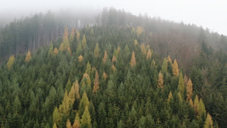 forest mountainside in heavy fog in autumn,czechia,colorful trees