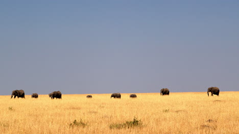 una lejana manada de elefantes en la sabana de la reserva nacional de maasai mara, kenia, áfrica oriental