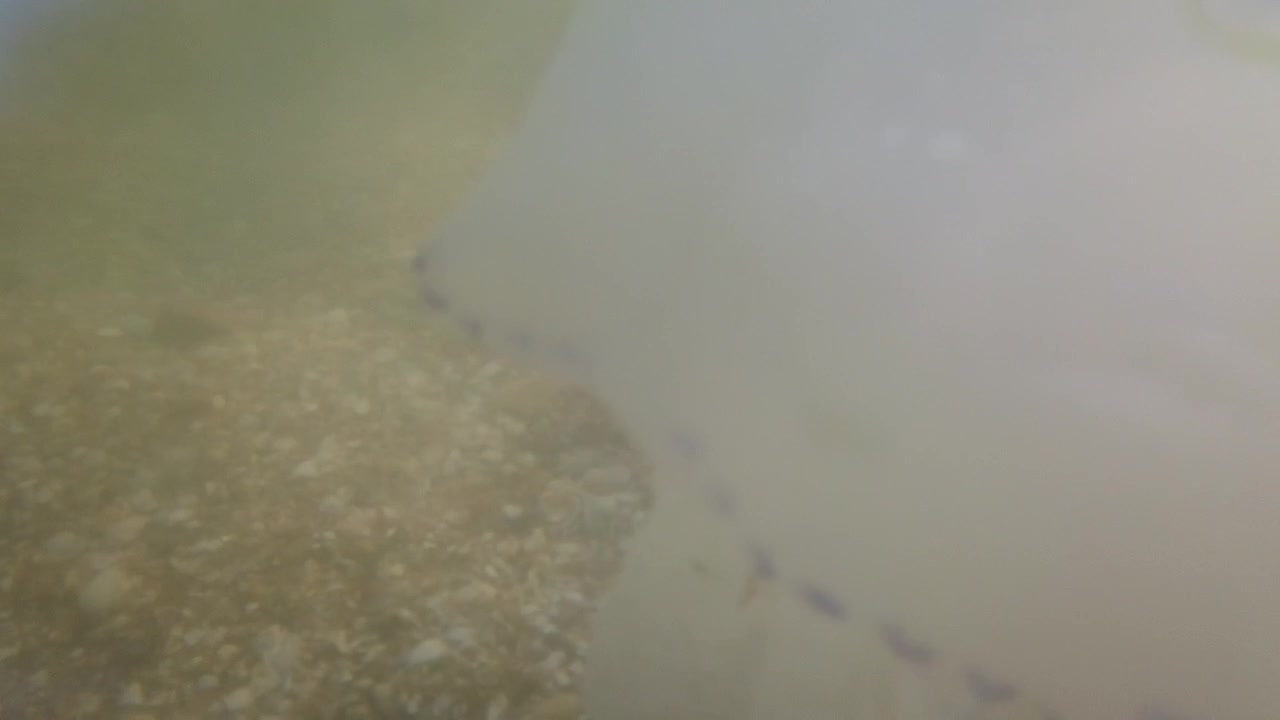 Quallen unter Wasser im Meer. Quallenart Rhizostoma pulmo