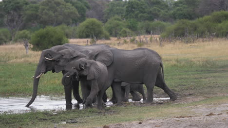 a parade of elephants entering the edge of a body of water