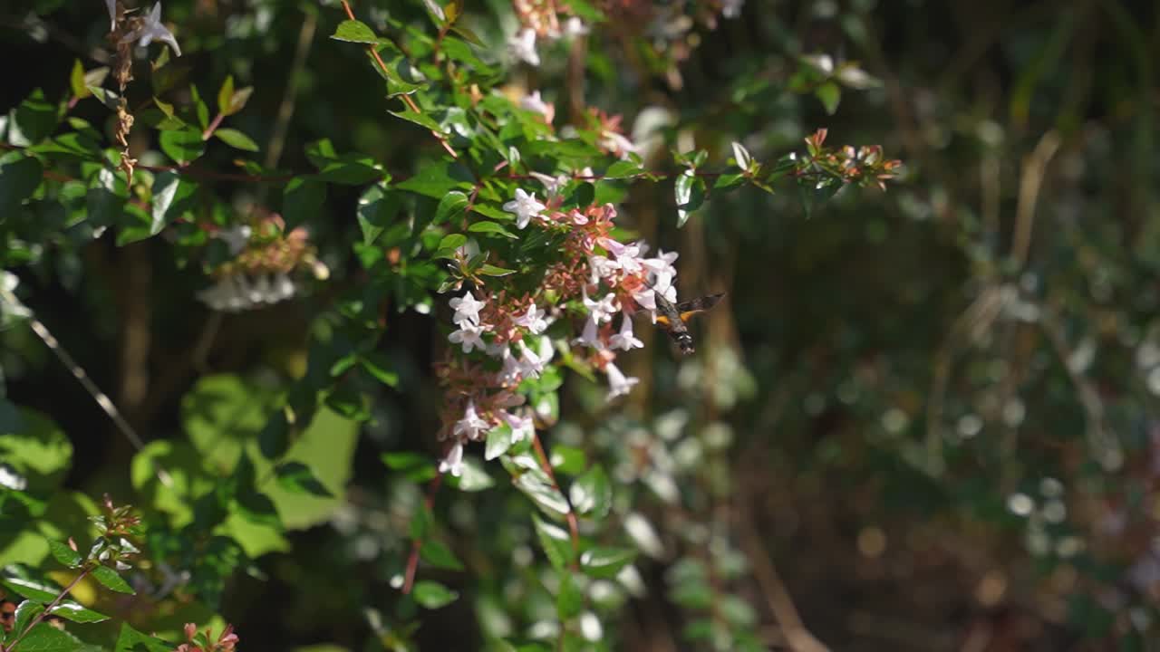 colibrí japonés polilla halcón bebiendo néctar de flores blancas