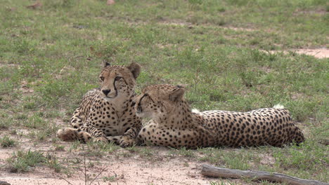 Cheetah-brothers-grooming-each-other,-also-known-as-allogrooming