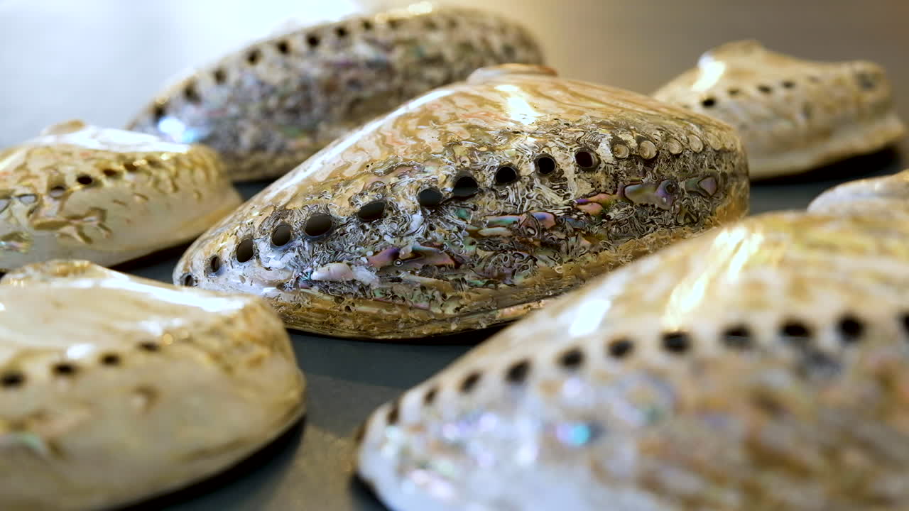 Close-up rack focus over shiny abalone shells showing natural patterns