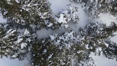 Aerial-Snowy-Pine-Tree