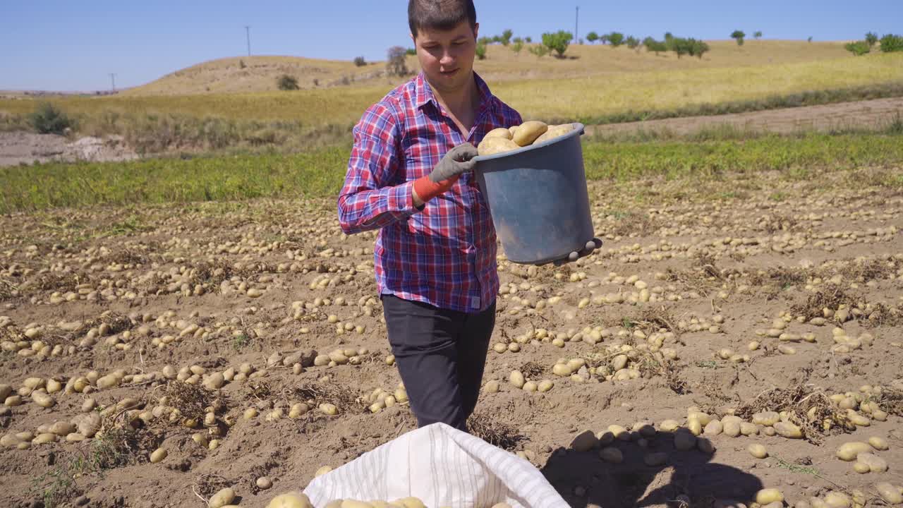 un trabajador en el campo recoge patatas.