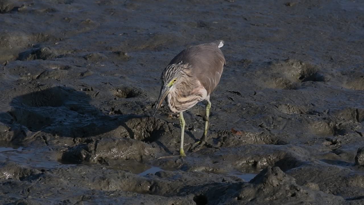 una de las garzas de estanque encontradas en tailandia que muestran diferentes plumajes según la temporada